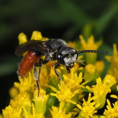 Sphecodes albilabris