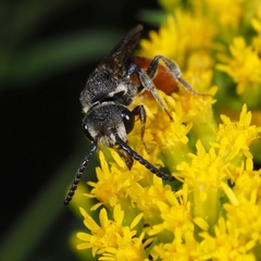 Sphecodes albilabris
