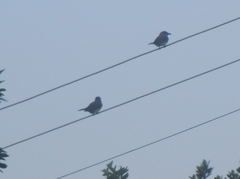 Tyrannus melancholicus