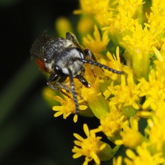 Sphecodes albilabris