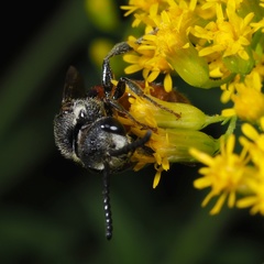 Sphecodes albilabris