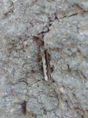 Erechthias fulguritella