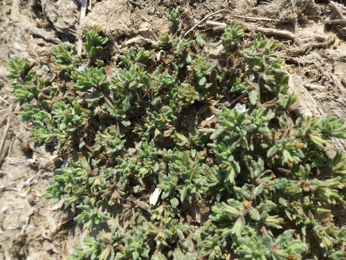 Image of Nama stenocarpa by (c) Amy, some rights reserved (CC BY)