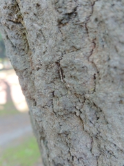 Erechthias fulguritella