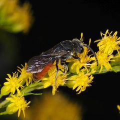 Sphecodes albilabris