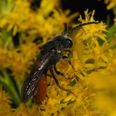 Sphecodes albilabris