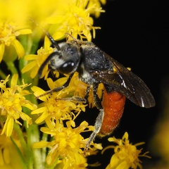 Sphecodes albilabris
