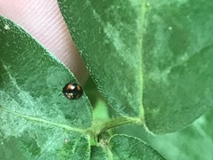 Stethotrypes raffrayi