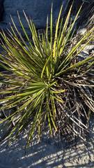 Agave striata