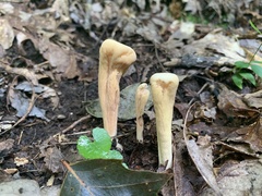 Clavariadelphus americanus