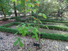 Magnolia sargentiana