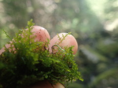 Riccardia chamedryfolia