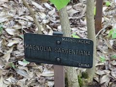Magnolia sargentiana