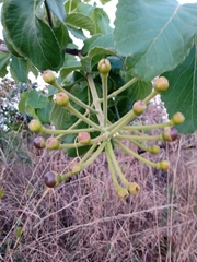 Caryocar brasiliense