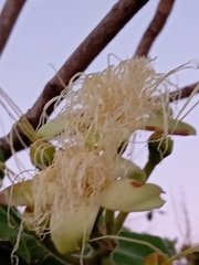 Caryocar brasiliense