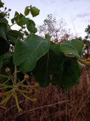 Caryocar brasiliense