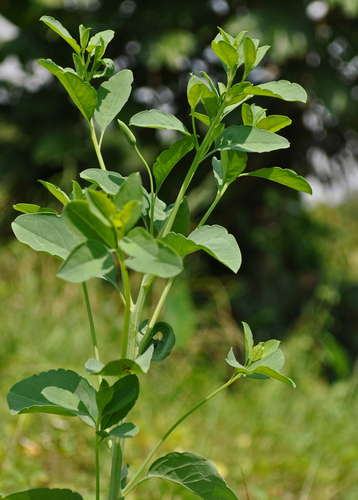 Porophyllum ruderale