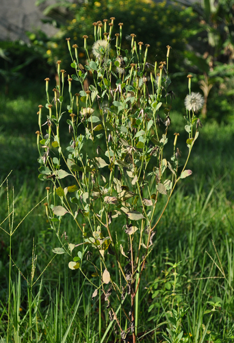 Porophyllum ruderale