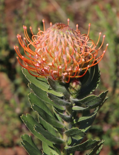 Leucospermum vestitum (Lam.) Rourke