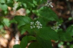 Ceanothus herbaceus