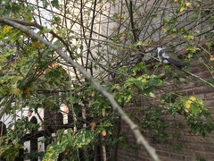 Elliotomyia chionogaster