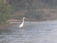 Ardea alba