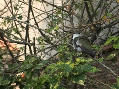 Elliotomyia chionogaster