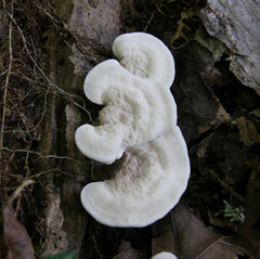 Phellodon confluens
