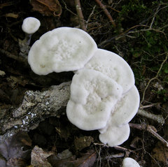 Phellodon confluens