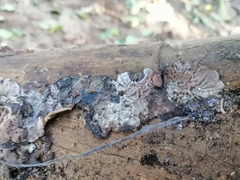 Auricularia brasiliana