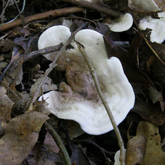 Phellodon confluens