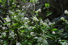 Ceanothus herbaceus