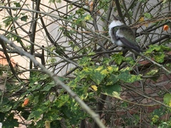 Elliotomyia chionogaster