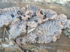 Auricularia brasiliana