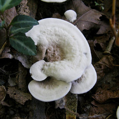 Phellodon confluens