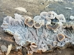 Auricularia brasiliana