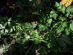 Petroselinum