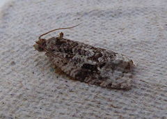 Apotomis lineana