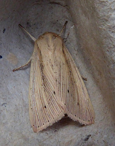 Southern Wainscot