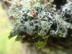 Mycoblastus sanguinarioides image