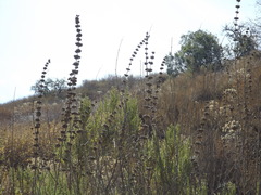 Salvia apiana × mellifera