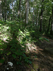 Phellodon confluens