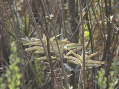 Salvia apiana × mellifera