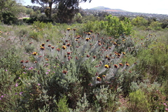 Leucospermum parile