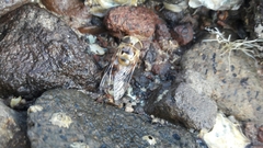 Copestylum quadratum