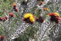 Leucospermum parile