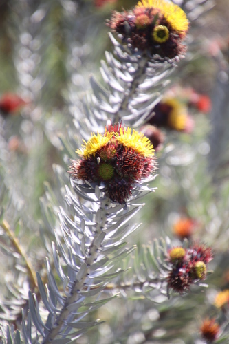 Image of Leucospermum parile by (c) Tony Rebelo, some rights reserved (CC BY-SA)