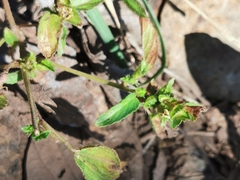 Acalypha neomexicana