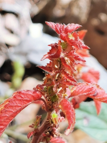 Image of Acalypha neomexicana by (c) M. Socorro González Elizondo, some rights reserved (CC BY-SA)