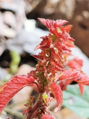 Acalypha neomexicana